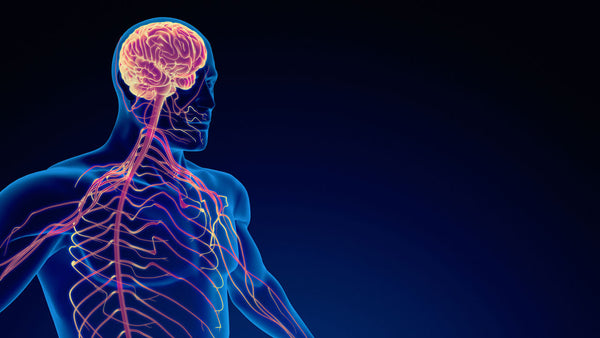 The Effects of Contrast Therapy on the Nervous System